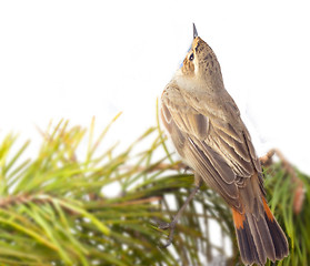 Image showing blue-throated robin