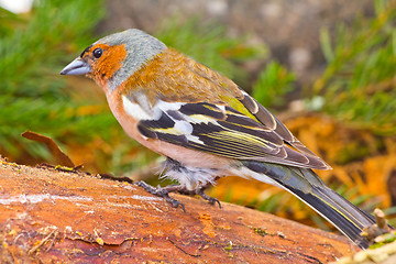 Image showing chaffinch