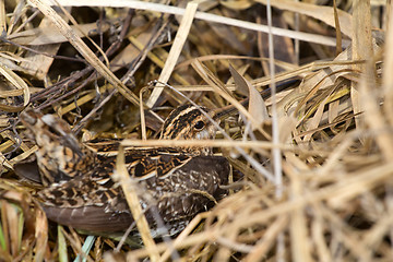 Image showing Common snipe