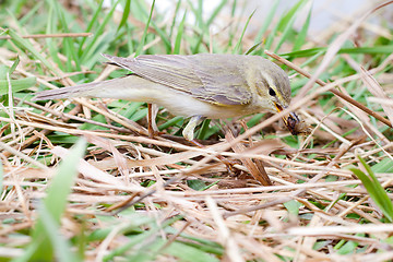 Image showing successful hunting of willow warbler