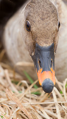 Image showing bean goose Anser fabalis