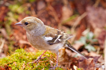 Image showing chaffinch