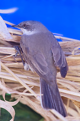 Image showing Eurasian whitethroat