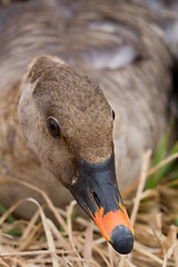 Image showing bean goose Anser fabalis