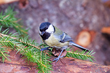 Image showing bright titmouse