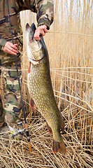 Image showing large pike