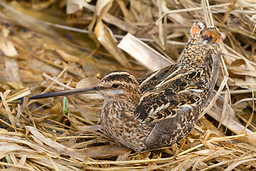 Image showing Common snipe