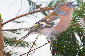 Image showing chaffinch