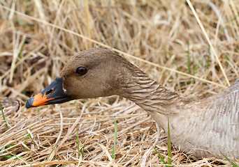 Image showing   bean goose Anser fabalis