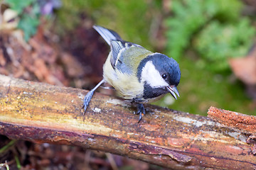 Image showing bright titmouse