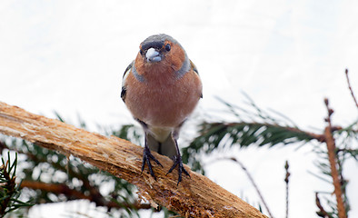 Image showing chaffinch