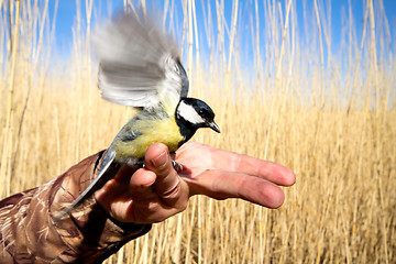 Image showing bright titmouse