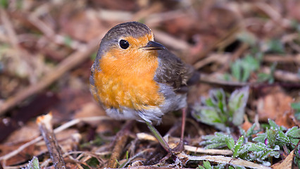 Image showing robin (Erithacus rubecola)