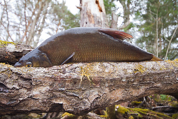 Image showing bream from the far lake