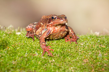 Image showing brown frog