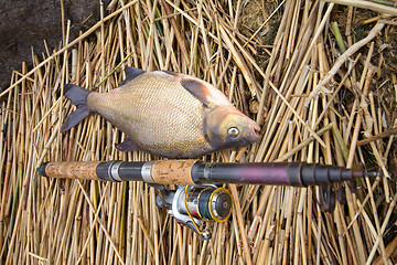 Image showing bream from a cane  thickets