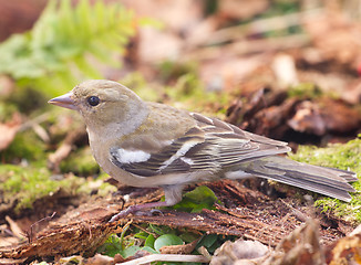 Image showing chaffinch