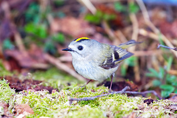 Image showing goldcrest