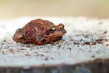 Image showing brown frog