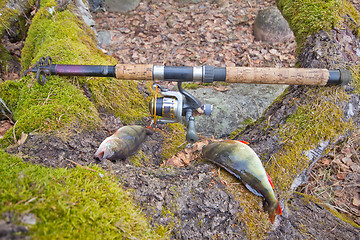 Image showing the perch from the forest lake