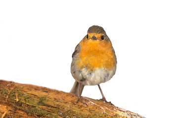 Image showing robin (Erithacus rubecola)