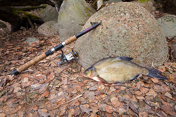 Image showing bream from the far lake