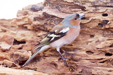 Image showing chaffinch
