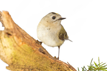 Image showing goldcrest