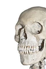 Image showing Human skull  isolated 