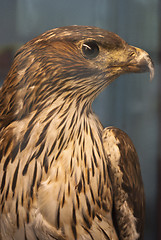 Image showing portrait eagle