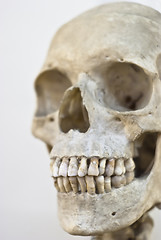 Image showing Human skull  isolated 