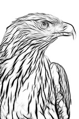 Image showing  drawing of eagle