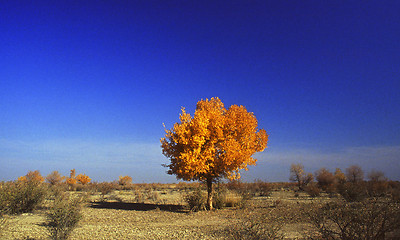 Image showing Autumn