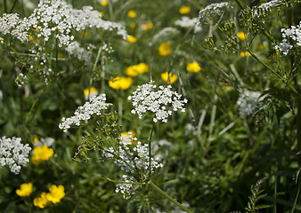 Image showing Cow parsley / Queen Anne's Lace growing with yellow buttercups