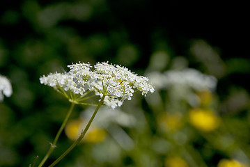 Image showing Cow parsley / Queen Anne's Lace flowers in the summer sun