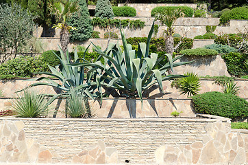 Image showing tropical garden with agave