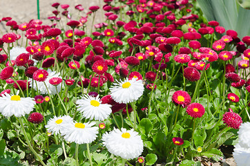 Image showing flowered bed with red and white flowers