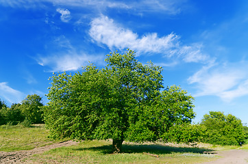 Image showing summer landscape of green tree with bright blue sky