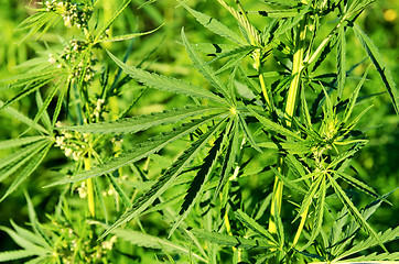 Image showing green cannabis plants