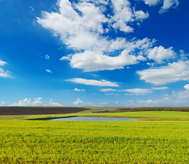 Image showing meadow with green grass and blue sky with clouds