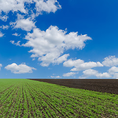 Image showing field with green shots and cloudy sky