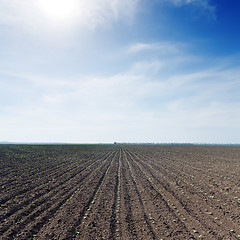 Image showing field with little green sunflowers under blue sky with sun