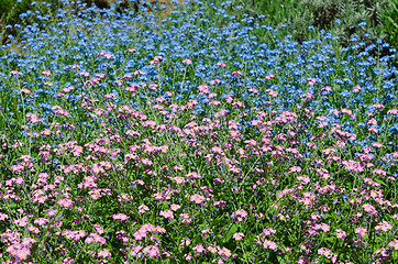 Image showing blue and violet flowers