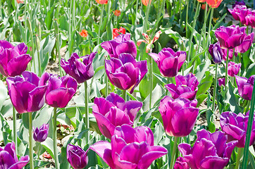 Image showing beautiful tulips field