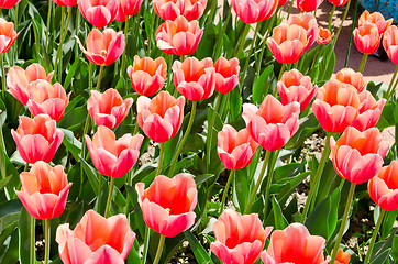 Image showing beautiful tulips field