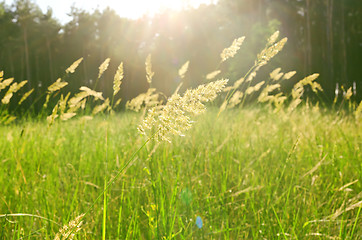 Image showing meadow in forest. soft focus