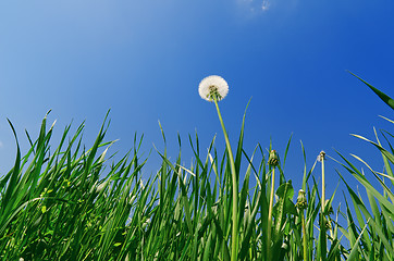 Image showing old dandelion in green grass field and blue sky