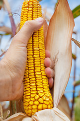 Image showing corn field in hand at harvest time
