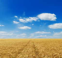 Image showing wheat field and blue sky with clouds