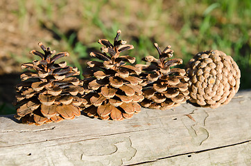 Image showing pine cones